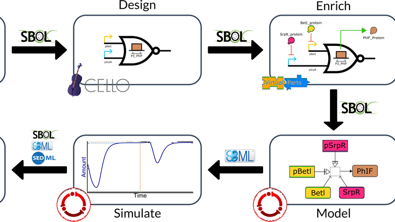 Genetic Circuit Dynamics: Hazard and Glitch Analysis